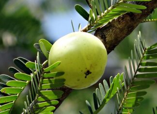 Co daje Amla do henny?